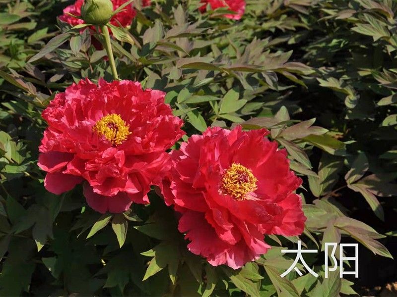 太阳
